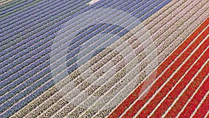 Flower fields in the Netherlands seen from above