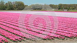 Flower fields in spring in Holland