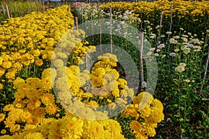 Flower fields sunflowers, yellow flowers