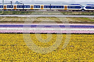 Flower fields train