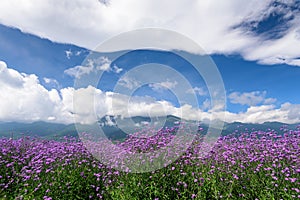 Flower fields under the sky