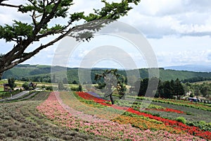 Flower Fiels at Biei