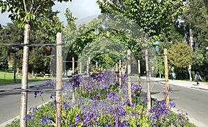 Flower-filled University of California at Berkeley median