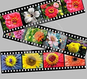 Flower filmstrip graphic