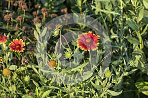 The flower - firewheel, Indian blanket, Indian blanketflower, or sundance Gaillardia pulchella is a North American species  plan