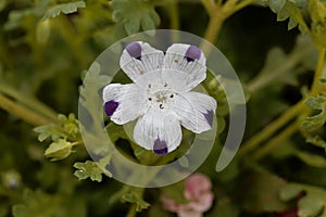 Flower of a fivespot, Nemophila maculata