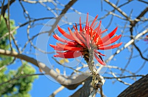 Flower of the flame coral tree in Laguna Woods, Califonia. photo