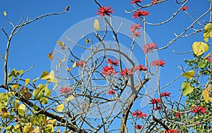 Flower of the flame coral tree in Laguna Woods, Califonia. photo