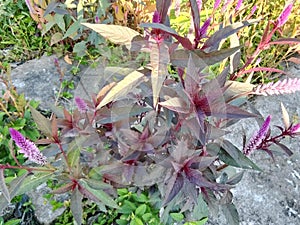 flower flan photo grafy