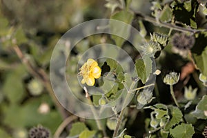 Flower of a flannel weed Sida cordifolia photo