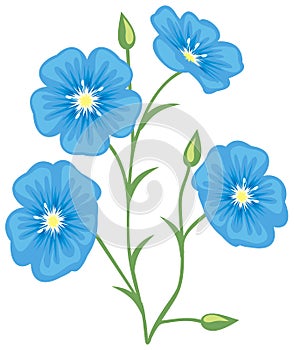 Flower of flax (Linum usitatissimum)