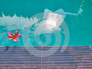 flower floating in the pool