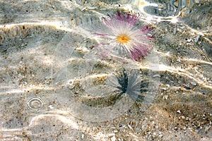 Flower floating in the sea photo