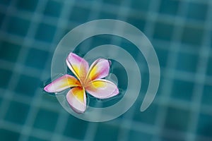 Flower floating on swimming pool water