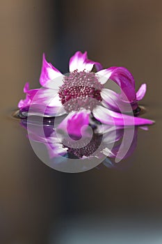 Flower floating on water