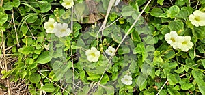 Flower flor silvestre Wild flower creeper photo