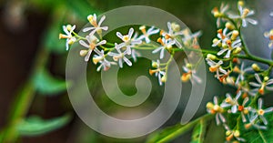 Flower floral green season neem blossom tree green yellow white