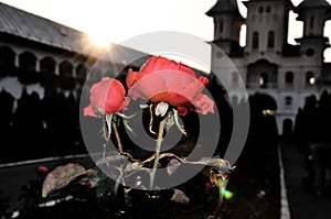 Flower,flori,nature,natura,arta,monastery orthodox