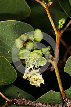 Flower and flower buds of Mopane Tree (Colophospermum mopane)