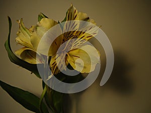 Flower photo