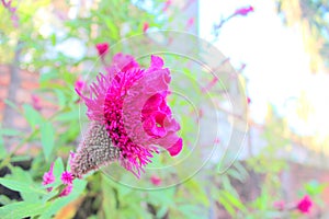 Flower Flowering plant fragility beauty in Nature