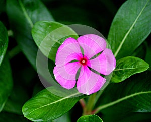 Flower Flowering plant fragility beauty in Nature