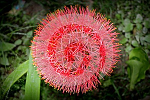 Flower Flowering plant fragility beauty in Nature