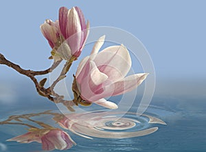 Flower flowers water drops sea spa magnolia pink spring nature enviroment