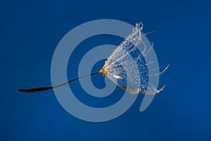 flower fluff , dandelion seed with dew dops - beautiful macro photography