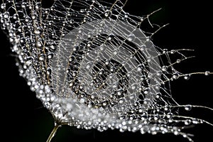 flower fluff , dandelion seed with dew dops - beautiful macro photography