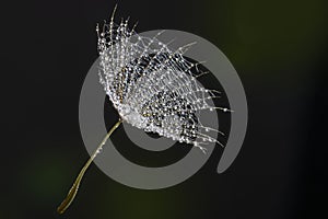 flower fluff , dandelion seed with dew dops - beautiful macro photography