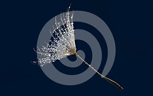 flower fluff , dandelion seed with dew dops - beautiful macro photography