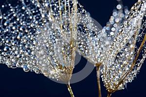 flower fluff , dandelion seed with dew dops - beautiful macro photography