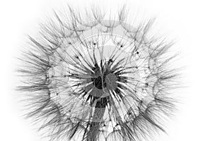 flower fluff, dandelion seeds - a beautiful macro photography