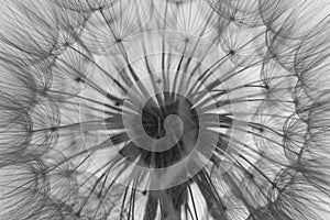 flower fluff, dandelion seeds the beautiful macro photography