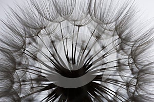 flower fluff, dandelion seeds the beautiful macro photography