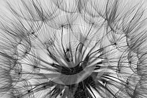 flower fluff, dandelion seeds - a beautiful macro photography