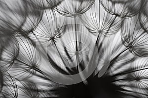 flower fluff, dandelion seeds - a beautiful macro photography