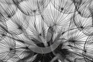 flower fluff, dandelion seeds - a beautiful macro photography