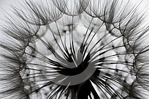 flower fluff, dandelion seeds - a beautiful macro photography