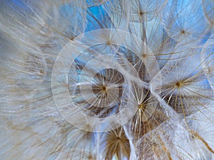 flower fluff, dandelion seeds - beautiful macro photography