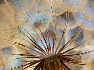 flower fluff, dandelion seeds - beautiful macro photography