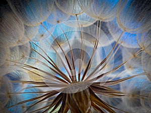 flower fluff, dandelion seeds - beautiful macro photography