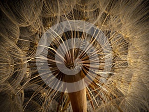 flower fluff, dandelion seeds - beautiful macro photography