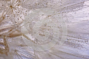 flower fluff, dandelion seeds with dew dop - beautiful macro photo