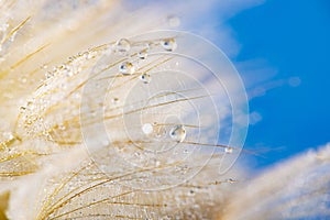 flower fluff, dandelion seeds with dew dop - beautiful macro photography