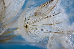 flower fluff, dandelion seeds with dew dop - beautiful macro photography