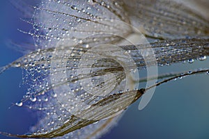 flower fluff, dandelion seeds with dew dop - beautiful macro photography