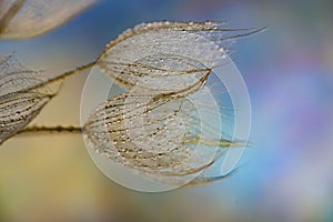 flower fluff, dandelion seeds with dew dop - beautiful macro photography