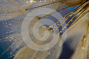 flower fluff, dandelion seeds with dew dop - beautiful macro photography